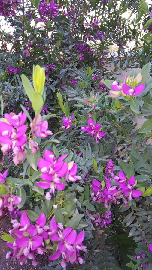 לינה וארוחת בוקר אלגהרו Il Giardino Del Nespolo מראה חיצוני תמונה