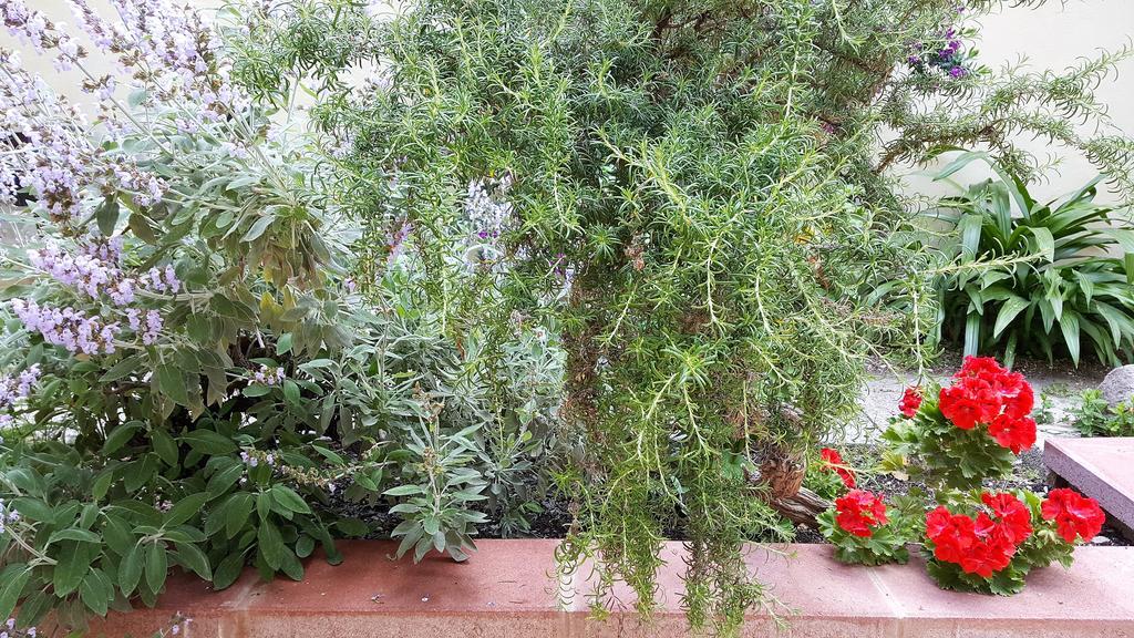 לינה וארוחת בוקר אלגהרו Il Giardino Del Nespolo מראה חיצוני תמונה