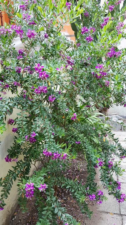 לינה וארוחת בוקר אלגהרו Il Giardino Del Nespolo מראה חיצוני תמונה